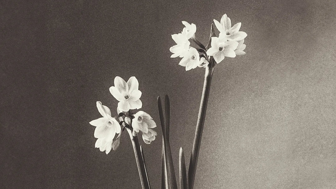 Color Study: Paper White