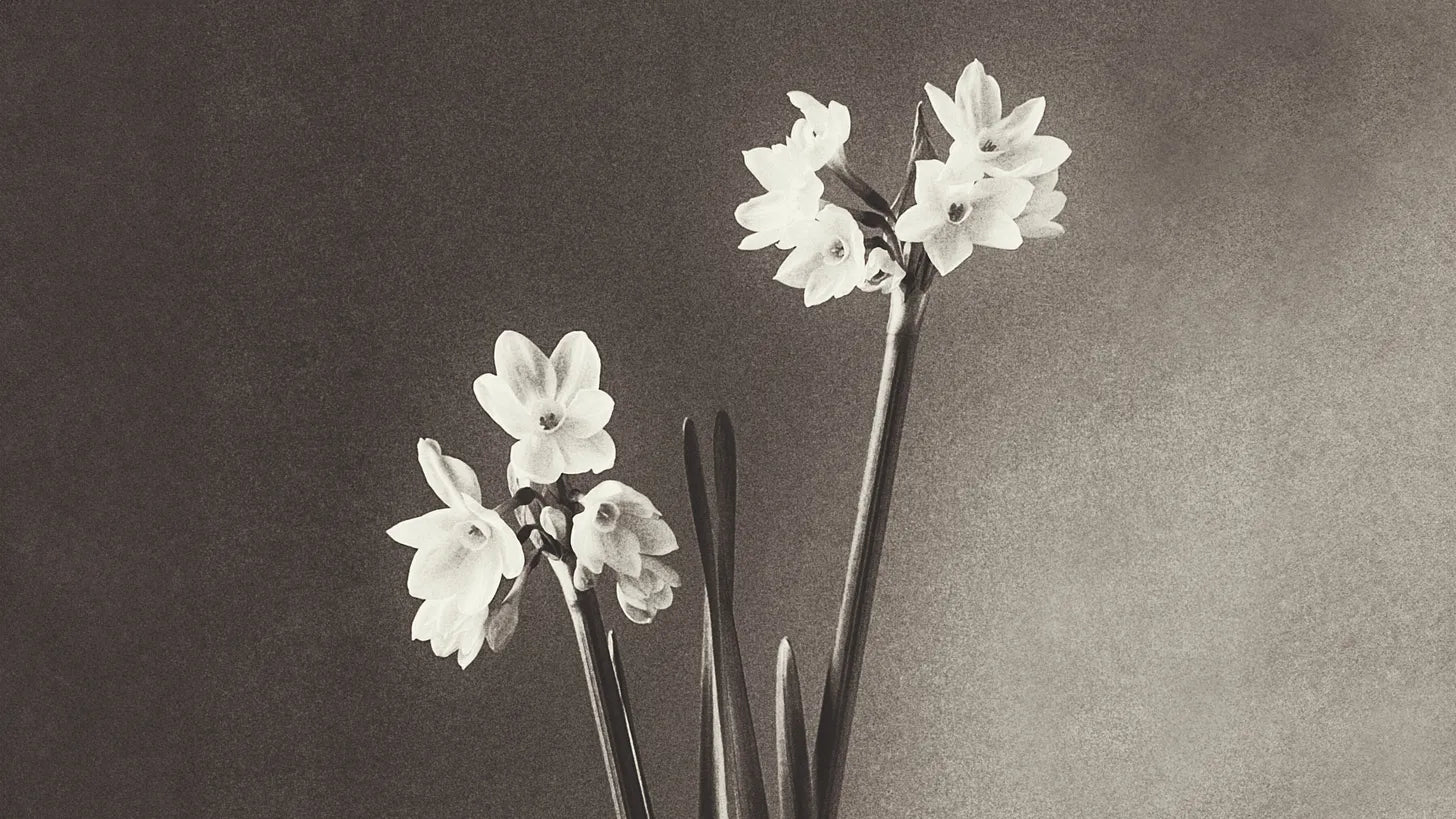Color Study: Paper White