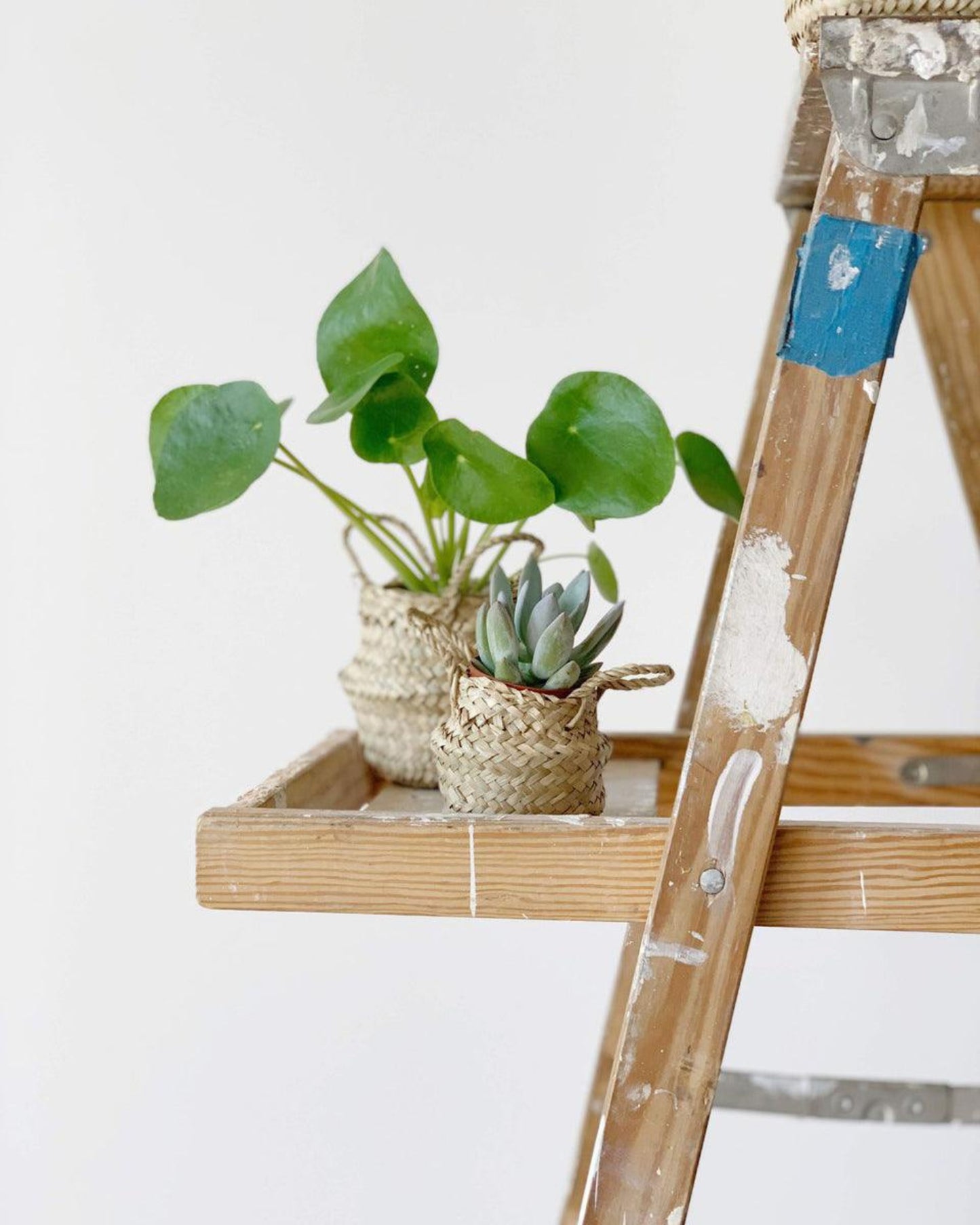 tabletop belly basket xs