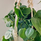 trina macrame plant hanger