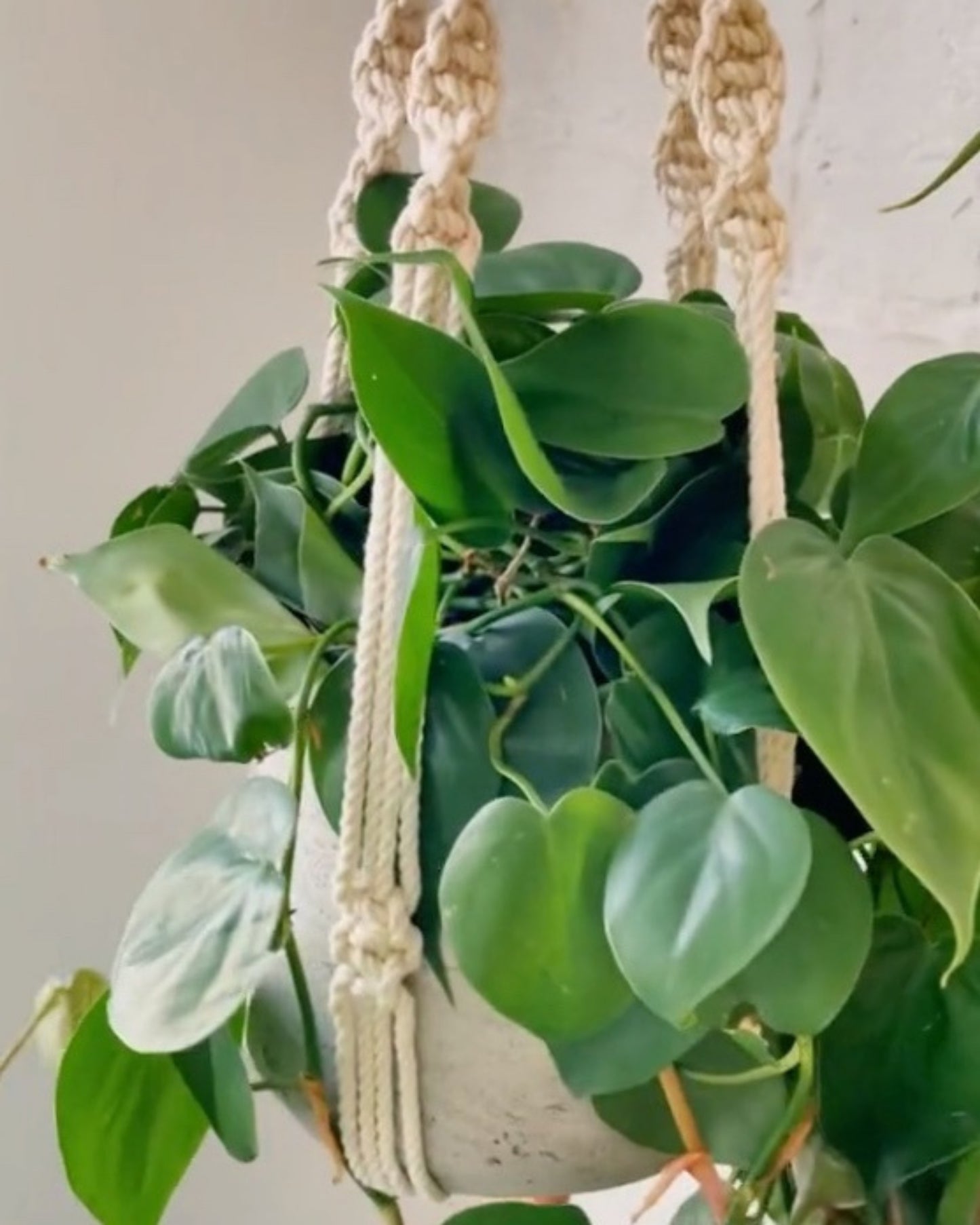 trina macrame plant hanger