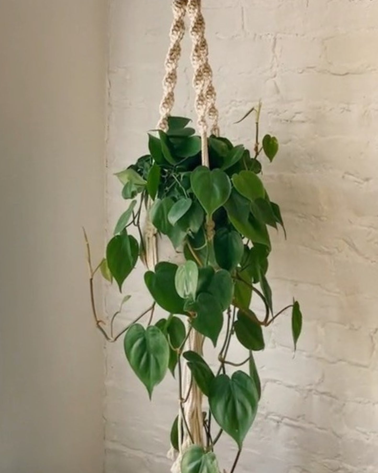 trina macrame plant hanger