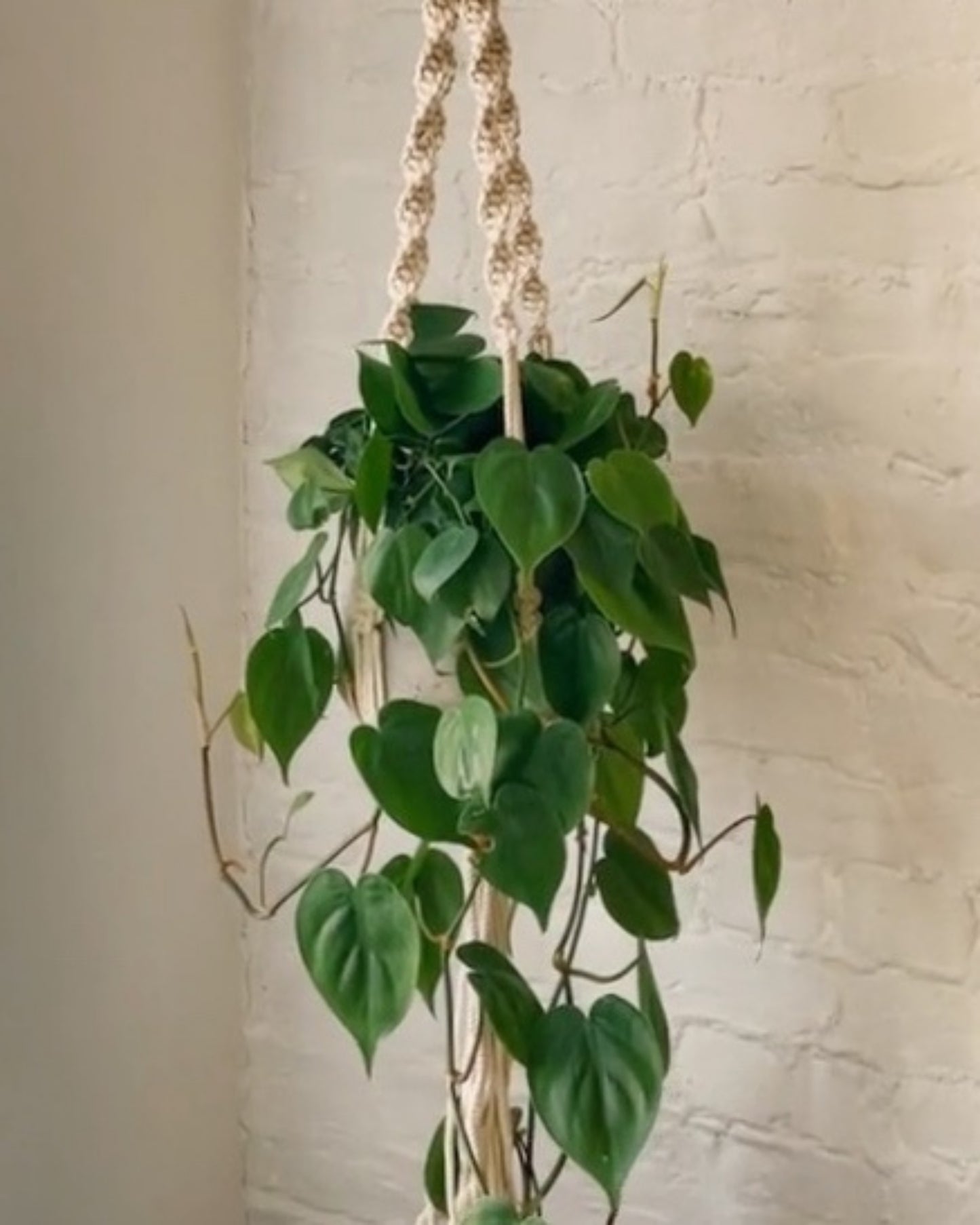 trina macrame plant hanger