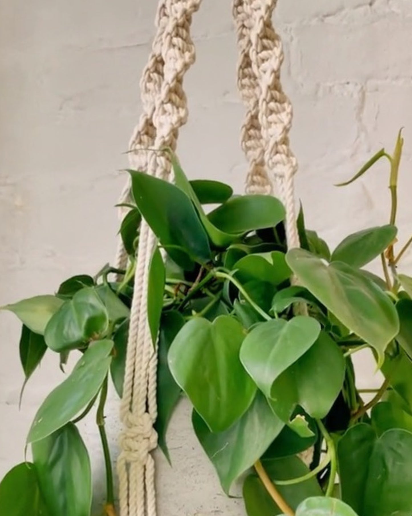 trina macrame plant hanger
